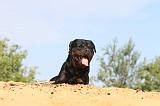 ROTTWEILER 066
